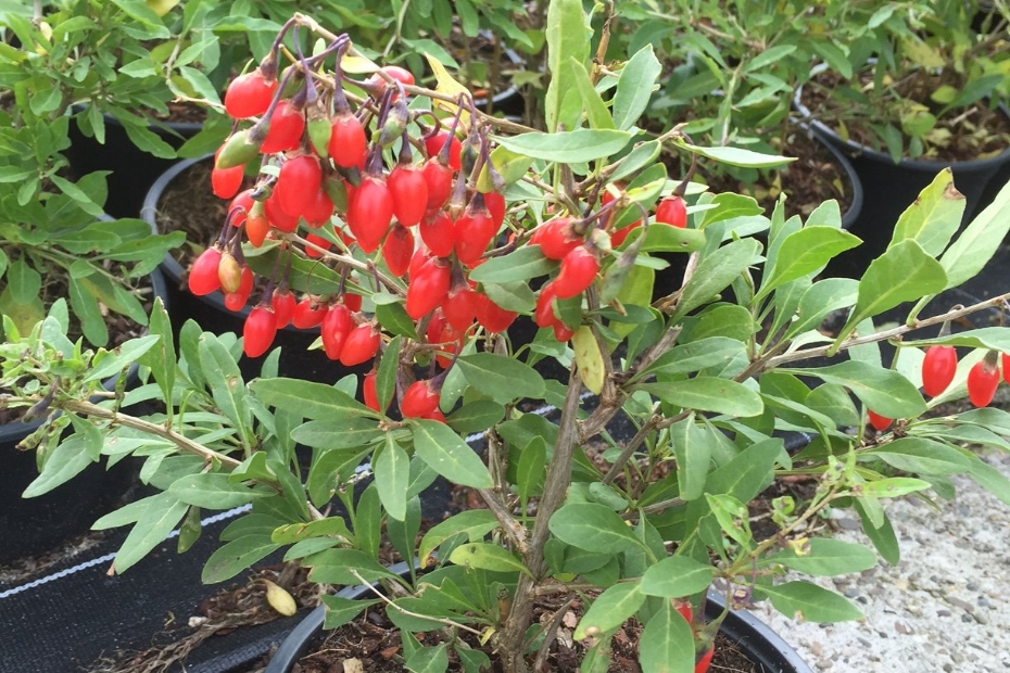 Lycium Little Goji Lycium Little Goji