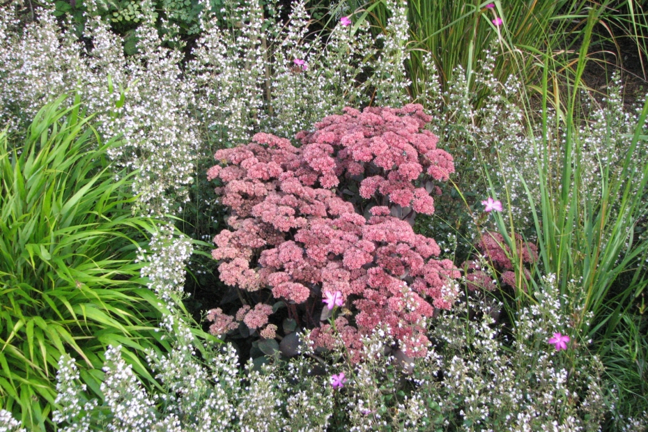 De bekende <i>Sedum</i> 'Matrona' met <i>Calamintha nepeta</i> subsp. <i>Nepeta</i>