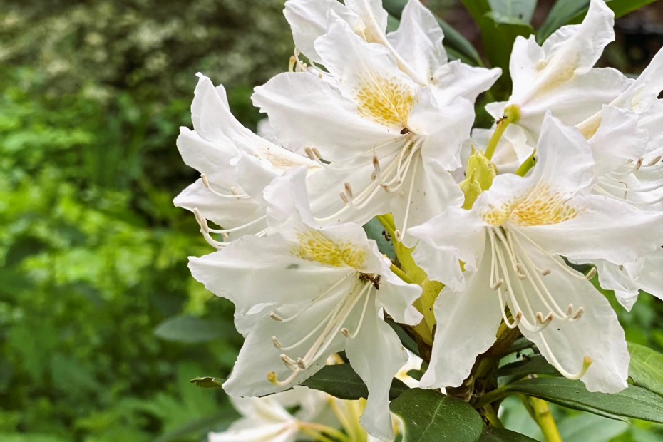 'Cunningham white' bosrhododendron
