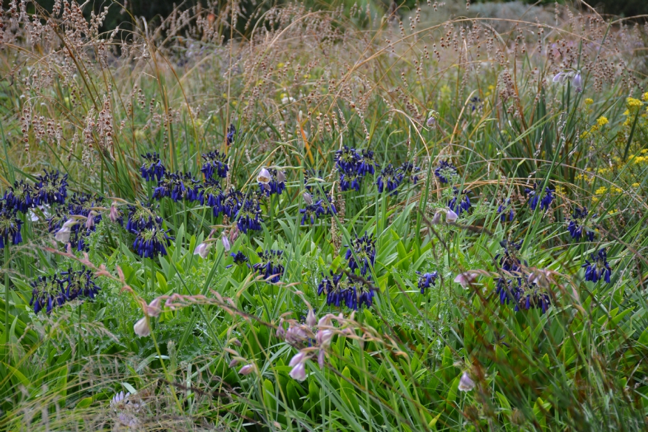 <i>Agapanthus</i> in bloemenweide