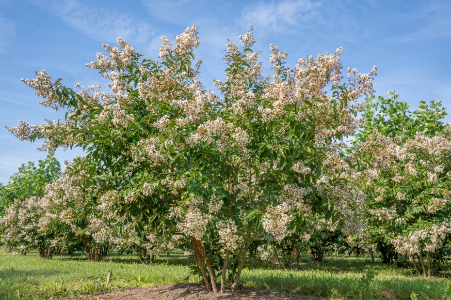 <i>Lagerstroemia</i> 'Natchez', zomerbeeld