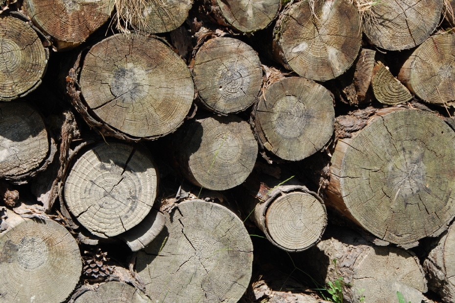 Beeld ter illustratie, via: PEFC Nederland