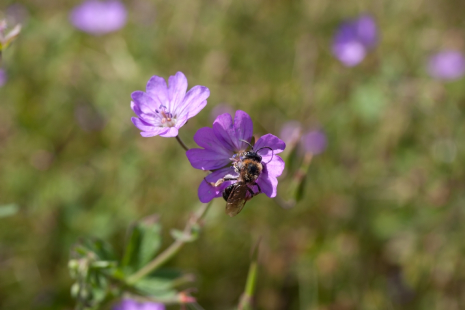 <i>Geranium pyrenaicum</i>