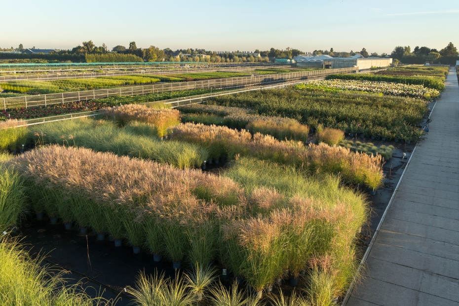 Rijnbeek combineert handel met een eigen kwekerij van vijf hectare