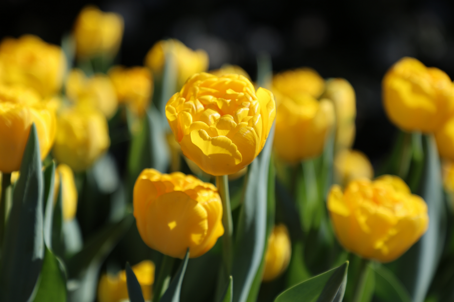 Tulipa Pairi Daiza (Fotocredit: Pairi Daiza)