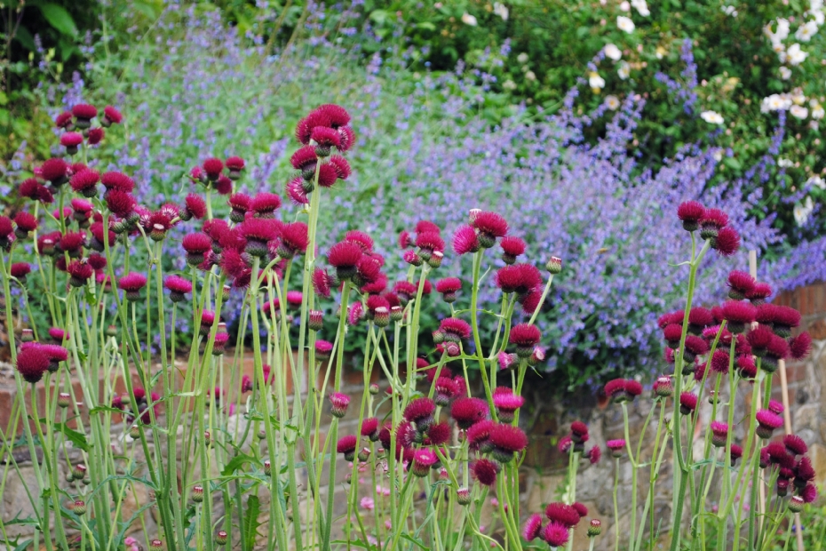 Cirsium rivulare 'Atropurpureum'
