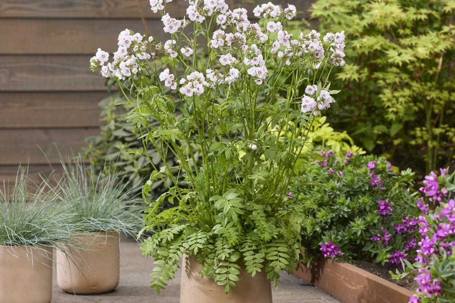 Polemonium Violet Heart