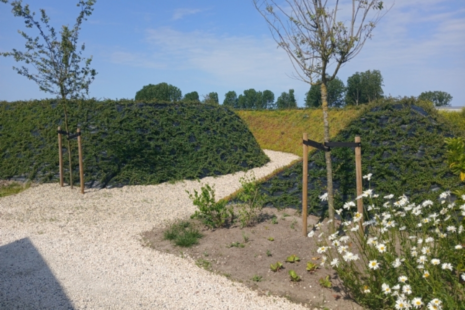 Natuurlijk aangelegde vulkaan met Cotoneaster dammeri en sedummatten. Binnenin is een werkplek gecreeerd