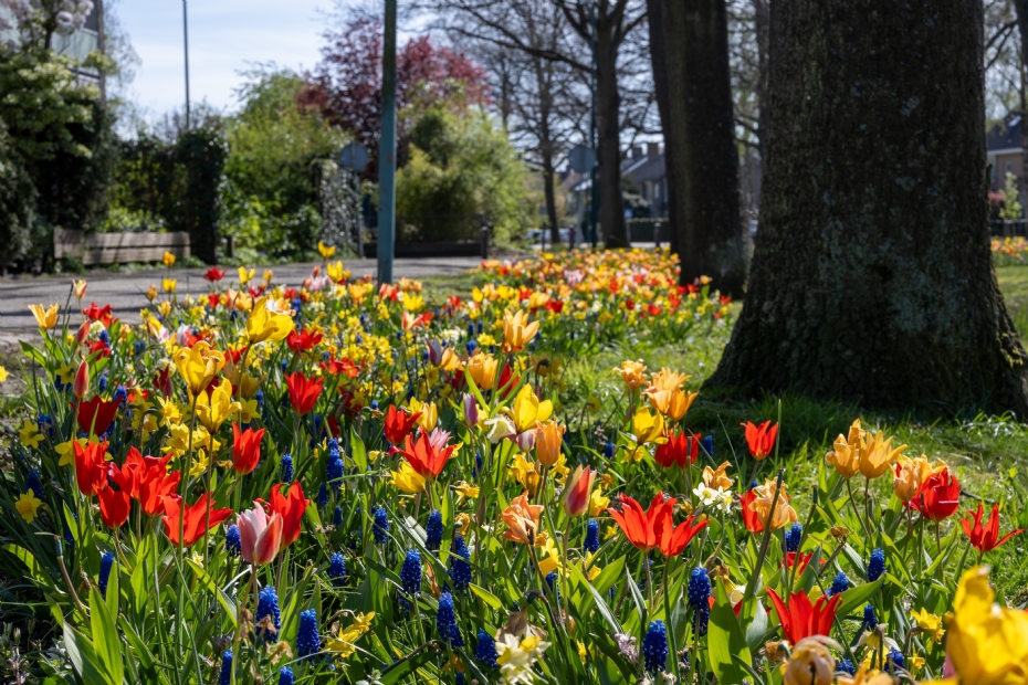 Heel Holland Bloeit Mengsel Lubbe intensief