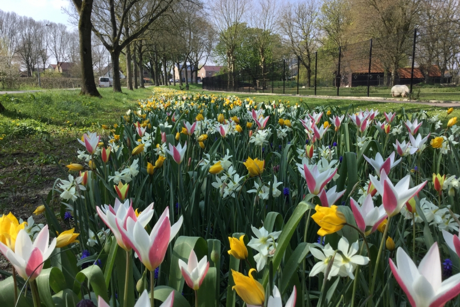 Heel Holland Bloeit Mengsel Jub Holland intensief