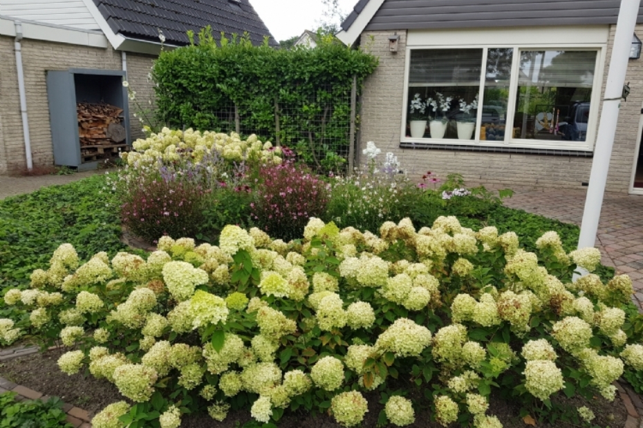 vak met pluimhortensia's