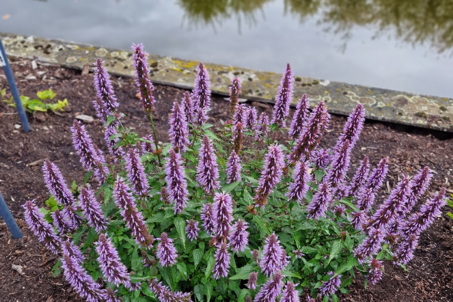 Agastache Beelicious Blue. Foto: Plantipp