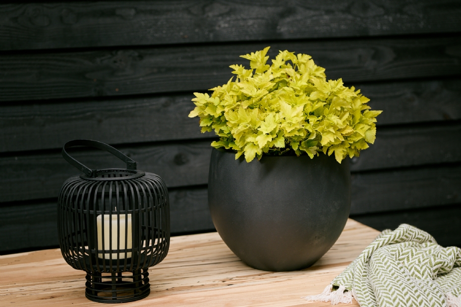 Physocarpus Magical Citrus Lemonade is compact en wordt slechts 50 tot 70 cm hoog