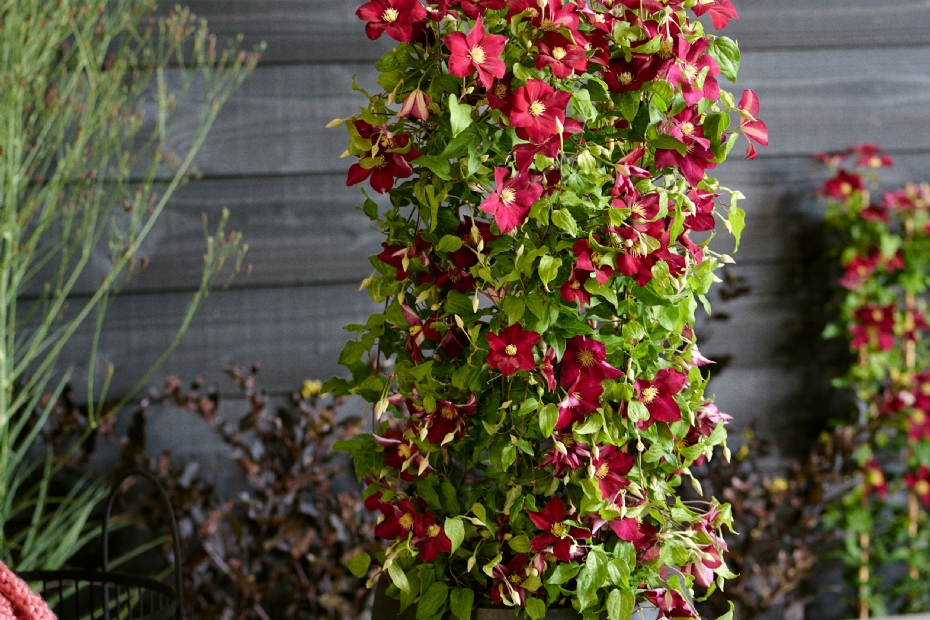Clematis Magical Milou onderscheidt zich door bordeauxrode bloemen die niet vaal worden